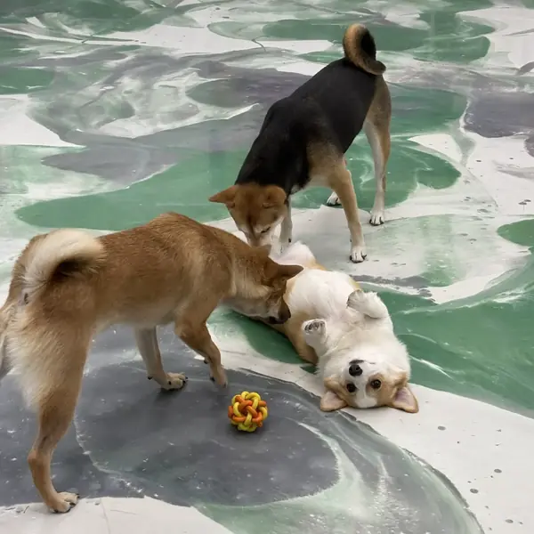 Suite time during boarding at K9 Rox Club